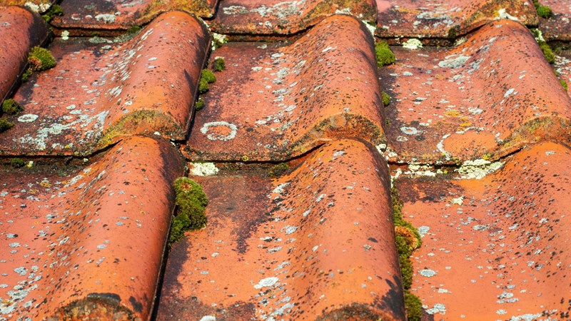 Understanding the Impact of Moss on Your Roof: A Homeowner's Guide